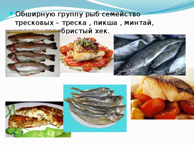 Обширную группу рыб семейство тресковых – треска , пикша , минтай, навага, серебристый хек.
