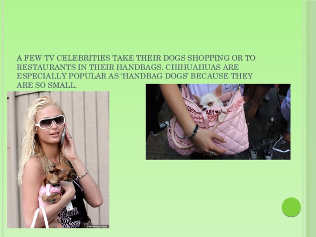 A few TV celebrities take their dogs shopping or to restaurants in their handbags. Chihuahuas are especially popular as ‘handbag dogs’ because they are so small.