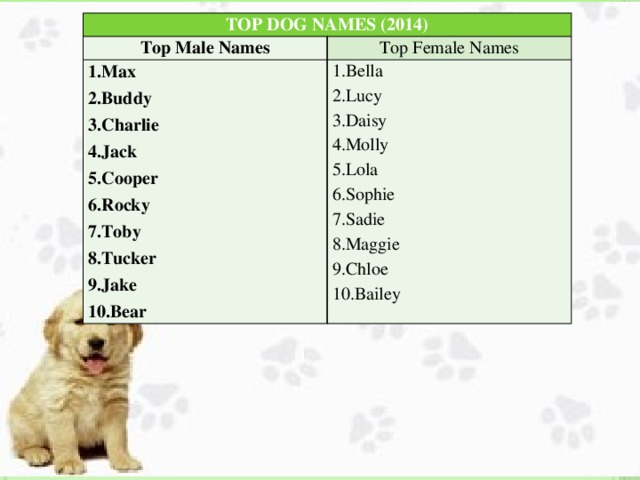 TOP DOG NAMES (2014) Top Male Names Top Female Names 1.Max 2.Buddy 1.Bella 2.Lucy 3.Charlie 4.Jack 3.Daisy 5.Cooper 4.Molly 6.Rocky 5.Lola 7.Toby 6.Sophie 7.Sadie 8.Tucker 8.Maggie 9.Jake 10.Bear 9.Chloe 10.Bailey