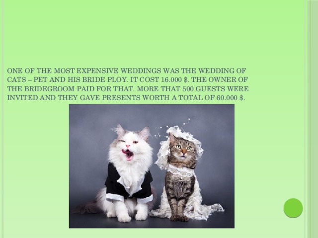 One of the most expensive weddings was the wedding of cats – Pet and his bride Ploy. It cost 16.000 $. The owner of the bridegroom paid for that. More that 500 guests were invited and they gave presents worth a total of 60.000 $.