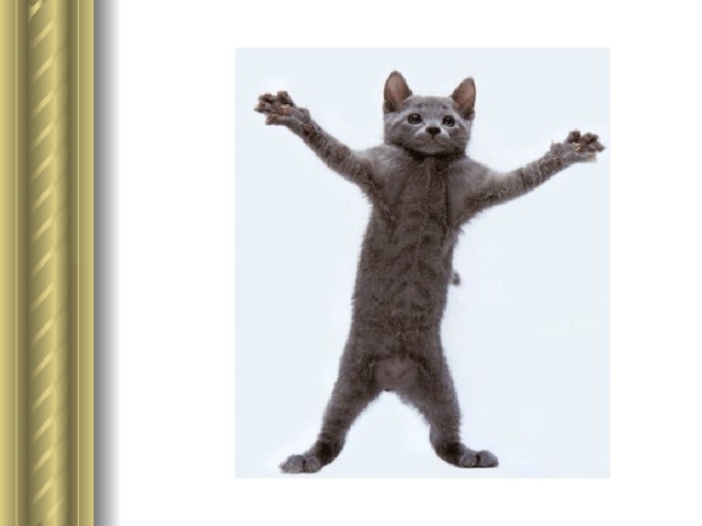 Танцующий кот гифка