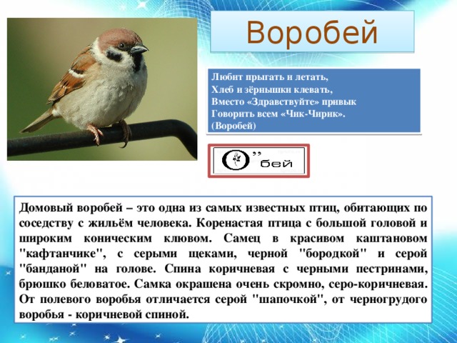 Воробей Любит прыгать и летать,  Хлеб и зёрнышки клевать,  Вместо «Здравствуйте» привык  Говорить всем «Чик-Чирик».  (Воробей) Домовый воробей – это одна из самых известных птиц, обитающих по соседству с жильём человека. Коренастая птица с большой головой и широким коническим клювом. Самец в красивом каштановом 