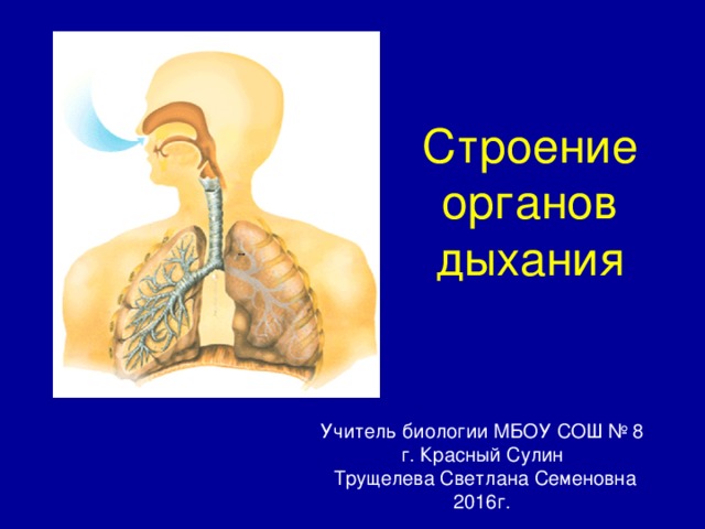 Строение и функции органов дыхания презентация