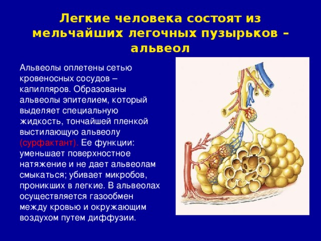 Легкие человека состоят из мельчайших легочных пузырьков – альвеол Альвеолы оплетены сетью кровеносных сосудов – капилляров. Образованы альвеолы эпителием, который выделяет специальную жидкость, тончайшей пленкой выстилающую альвеолу (сурфактант). Ее функции: уменьшает поверхностное натяжение и не дает альвеолам смыкаться; убивает микробов, проникших в легкие. В альвеолах осуществляется газообмен между кровью и окружающим воздухом путем диффузии.