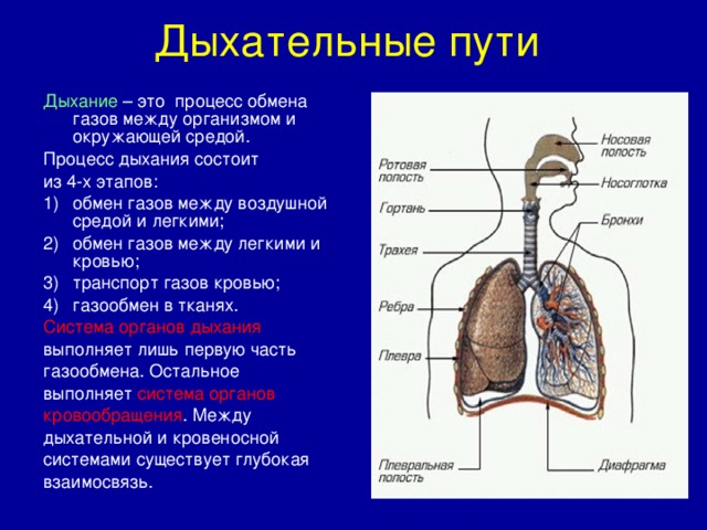 При вдохе воздух проходит через. Процесс дыхания этапы анатомия. Из чего состоит система дыхания. Процесс дыхания и органы дыхательной системы анатомия. Дыхание легкие.