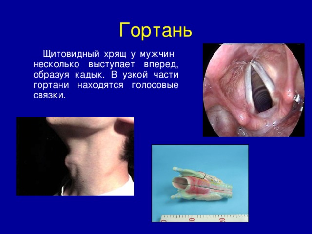 Гортань  Щитовидный хрящ у мужчин несколько выступает вперед, образуя кадык. В узкой части гортани находятся голосовые связки.