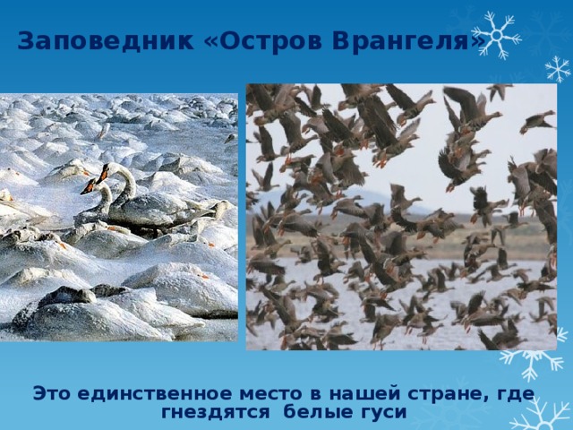 Заповедник «Остров Врангеля» Это единственное место в нашей стране, где гнездятся белые гуси