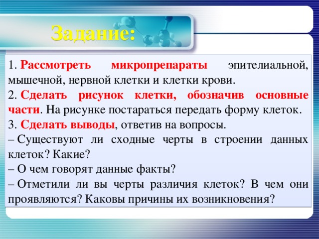 Задание: 1.  Рассмотреть микропрепараты эпителиальной, мышечной, нервной клетки и клетки крови. 2.  Сделать рисунок клетки, обозначив основные части . На рисунке постараться передать форму клеток. 3.  Сделать выводы , ответив на вопросы. –  Существуют ли сходные черты в строении данных клеток? Какие? –  О чем говорят данные факты? –  Отметили ли вы черты различия клеток? В чем они проявляются? Каковы причины их возникновения?