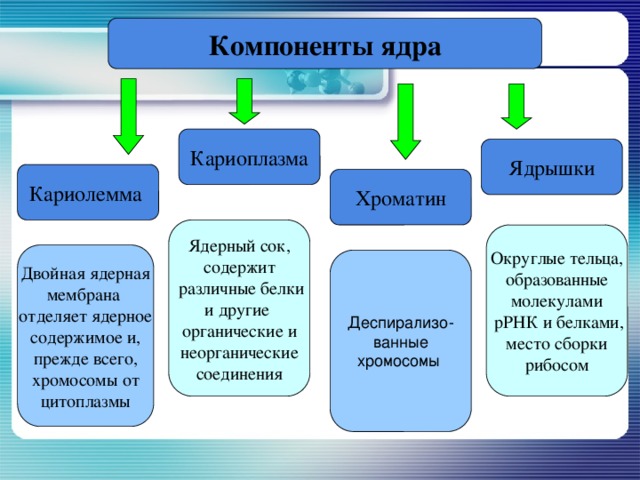 Компоненты ядра Кариоплазма Ядрышки Кариолемма Хроматин Ядерный сок, содержит  различные белки и другие органические и неорганические соединения Округлые тельца, образованные молекулами  рРНК и белками, место сборки рибосом Двойная ядерная мембрана отделяет ядерное содержимое и, прежде всего, хромосомы от цитоплазмы Деспирализо- ванные хромосомы