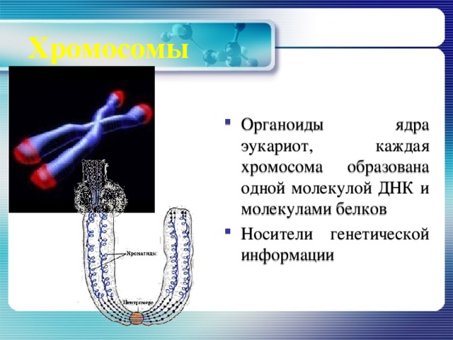 Хромосомы Органоиды ядра эукариот, каждая хромосома образована одной молекулой ДНК и молекулами белков Носители генетической информации