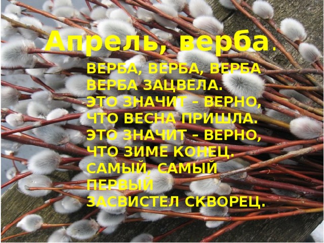 Апрель, верба . Верба, верба, верба  Верба зацвела.  Это значит – верно,  что весна пришла.  Это значит – верно,  что зиме конец.  Самый, самый первый  Засвистел скворец.