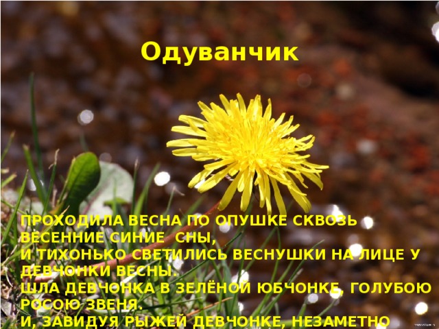 Одуванчик Проходила весна По опУшке Сквозь весенние Синие сны,  И тихонько светились ВеснУшки На лице У девчонки Весны.  Шла девчонка В зелёной юбчонке, ГолУбою росою звеня.  И, завидУя Рыжей девчонке, Незаметно ВздохнУла земля.  И не зря В это вешнее Утро Там, где лёгкие ножки Прошли,  Расцвели одУванчики, Будто Золотые веснУшки Земли.