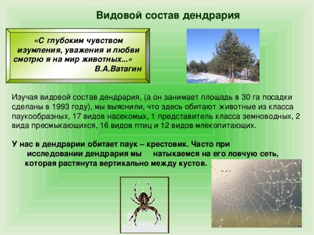 Видовой состав дендрария «С глубоким чувством изумления, уважения и любви смотрю я на мир животных...» В.А.Ватагин Изучая видовой состав дендрария, (а он занимает площадь в 30 га посадки сделаны в 1993 году), мы выяснили, что здесь обитают животные из класса паукообразных, 17 видов насекомых, 1 представитель класса земноводных, 2 вида пресмыкающихся, 16 видов птиц и 12 видов млекопитающих. У нас в дендрарии обитает паук – крестовик. Часто при  исследовании дендрария мы натыкаемся на его ловчую сеть,  которая растянута вертикально между кустов.