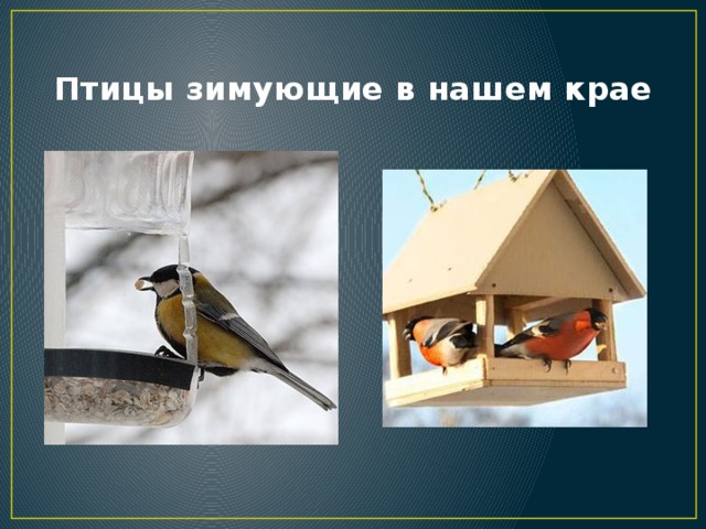 Птицы зимующие в нашем крае