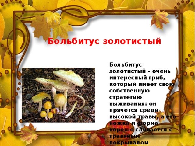Больбитус золотистый Больбитус золотистый – очень интересный гриб, который имеет свою собственную стратегию выживания: он прячется среди высокой травы, а его ножка и форма хорошо сливается с травяным покрывалом