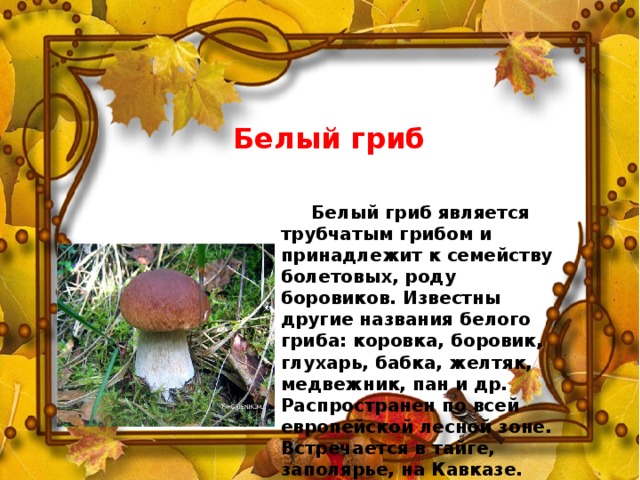 Белый гриб  Белый гриб является трубчатым грибом и принадлежит к семейству болетовых, роду боровиков. Известны другие названия белого гриба: коровка, боровик, глухарь, бабка, желтяк, медвежник, пан и др. Распространен по всей европейской лесной зоне. Встречается в тайге, заполярье, на Кавказе.