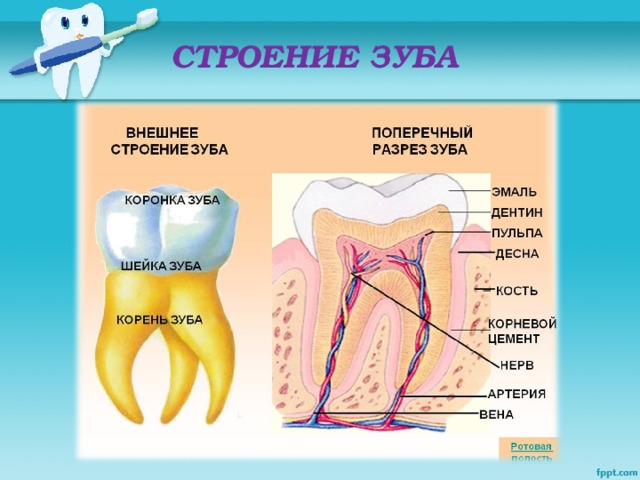 Строение зуба фото с описанием