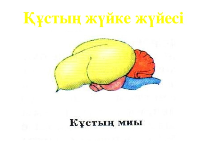 Құстың жүйке жүйесі