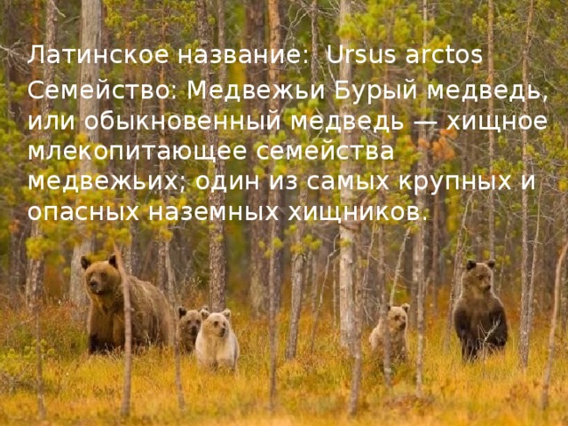 Латинское название: Ursus arctos  Семейство: Медвежьи Бурый медведь, или обыкновенный медведь — хищное млекопитающее семейства медвежьих; один из самых крупных и опасных наземных хищников.