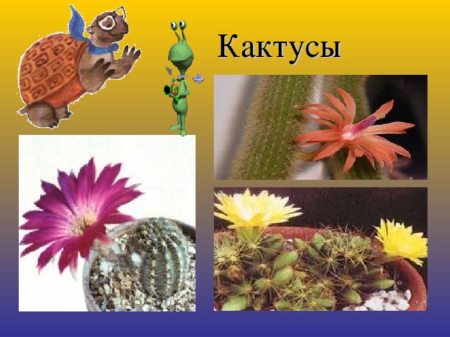 Кактусы