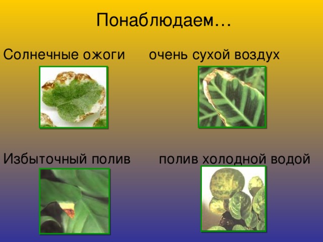 Понаблюдаем… Солнечные ожоги очень сухой воздух Избыточный полив полив холодной водой