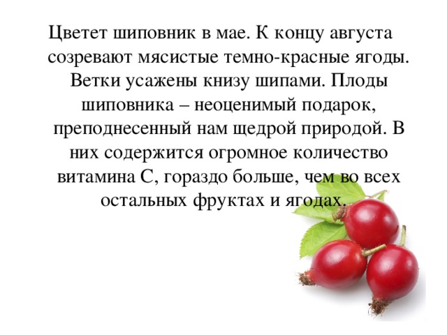 Цветет шиповник в мае. К концу августа созревают мясистые темно-красные ягоды. Ветки усажены книзу шипами. Плоды шиповника – неоценимый подарок, преподнесенный нам щедрой природой. В них содержится огромное количество витамина С, гораздо больше, чем во всех остальных фруктах и ягодах.  