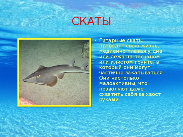 СКАТЫ