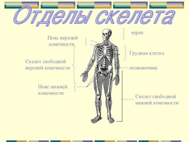 череп Пояс верхней  конечности Грудная клетка Скелет свободной верхней конечности позвоночник Пояс нижней конечности Скелет свободной нижней конечности