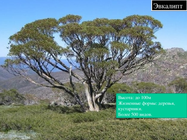 Эвкалипт Высота: до 100м Жизненные формы: деревья, кустарники. Более 500 видов.