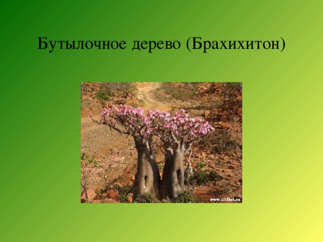 Бутылочное дерево (Брахихитон)