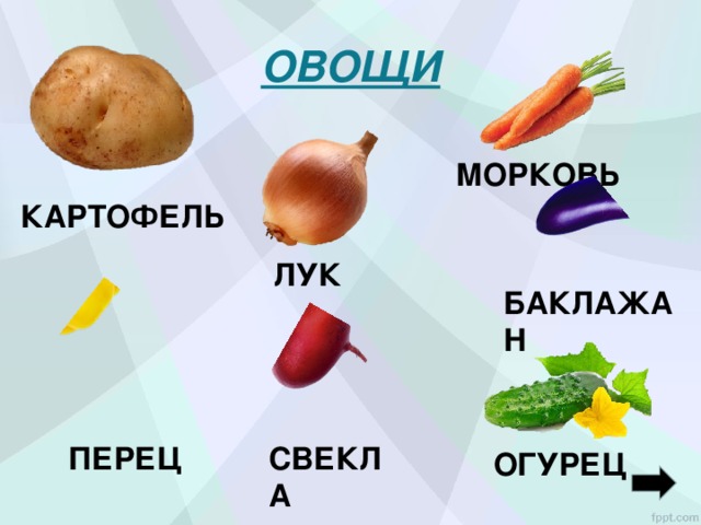 ОВОЩИ МОРКОВЬ КАРТОФЕЛЬ ЛУК БАКЛАЖАН ПЕРЕЦ СВЕКЛА ОГУРЕЦ