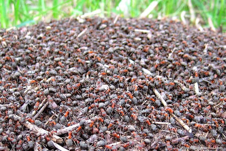 Куча муравьев. Много муравьев. Муравьи много. Большая куча муравьев.