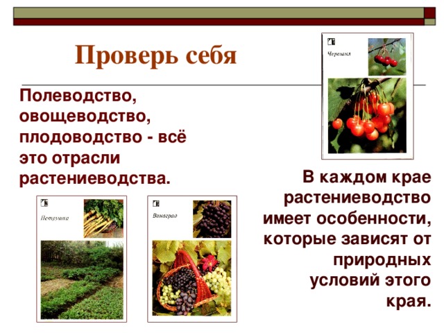 Проверь себя  Полеводство, овощеводство, плодоводство - всё это отрасли растениеводства. В каждом крае растениеводство имеет особенности, которые зависят от природных условий этого края.