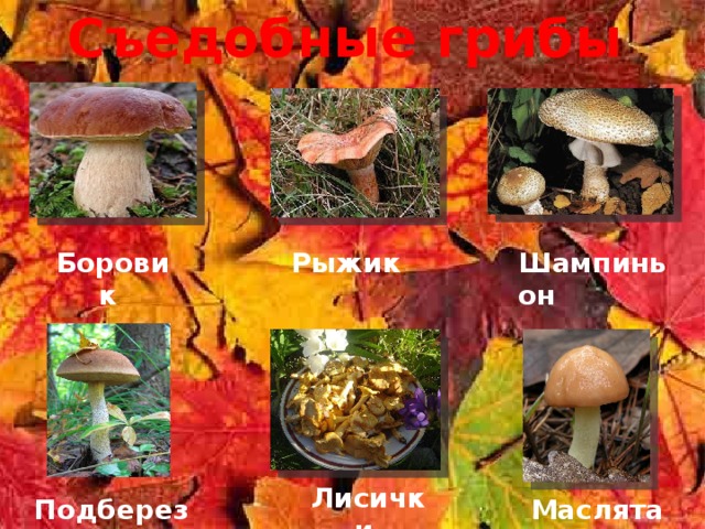Съедобные грибы Боровик  Рыжик Шампиньон Лисички Подберезовик Маслята