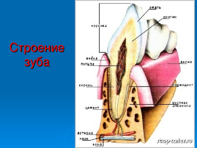 Строение зуба