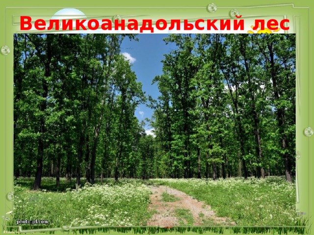 Великоанадольский лес