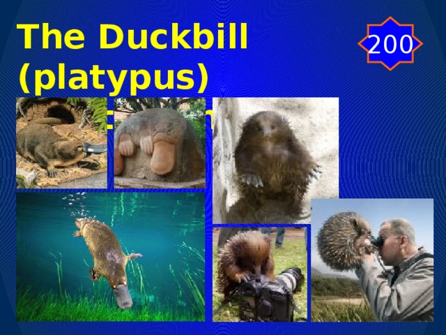 The Duckbill (platypus) and the anteater 200