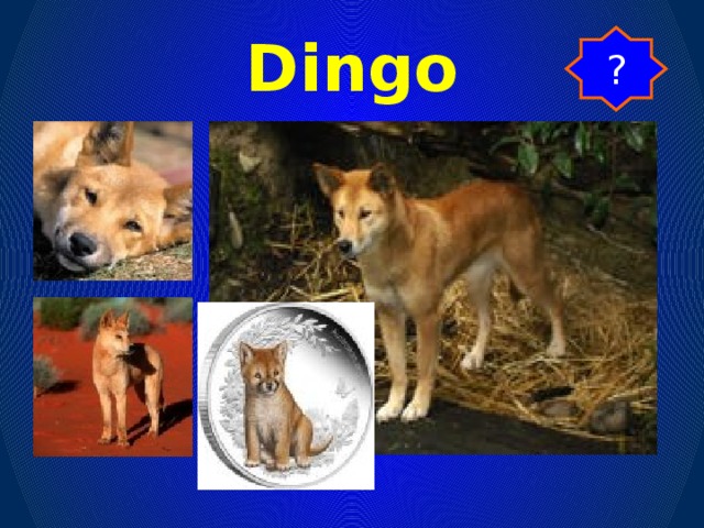 Dingo ?