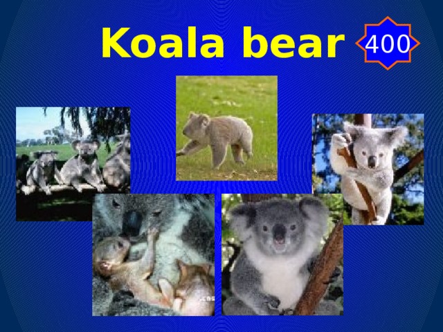 Koala bear 400
