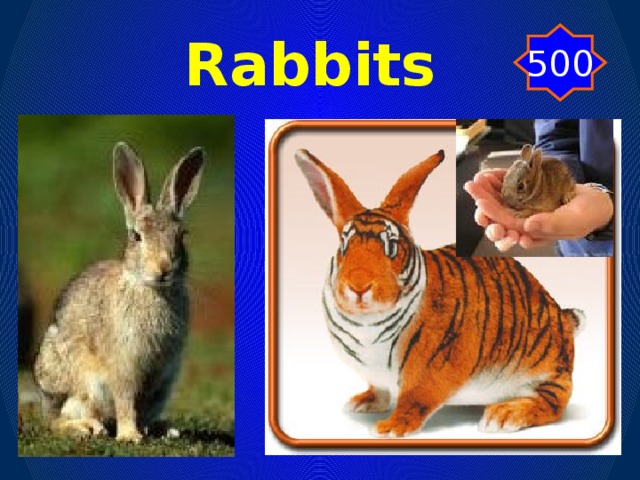 Rabbits 500