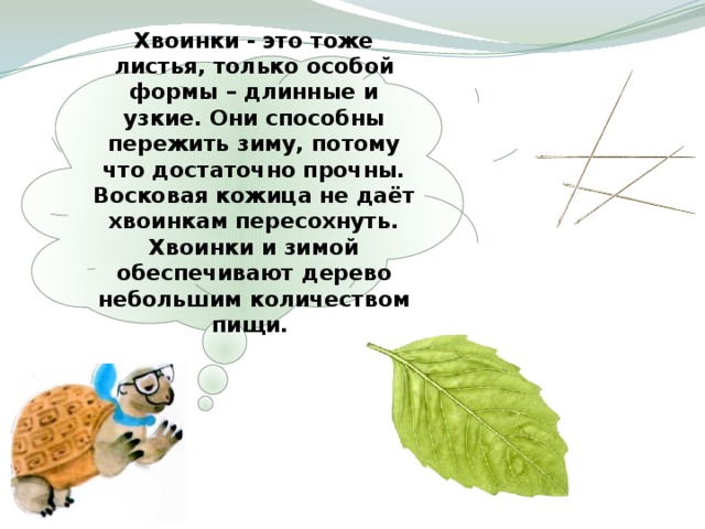 Хвоинки - это тоже листья, только особой формы – длинные и узкие. Они способны пережить зиму, потому что достаточно прочны. Восковая кожица не даёт хвоинкам пересохнуть. Хвоинки и зимой обеспечивают дерево небольшим количеством пищи.