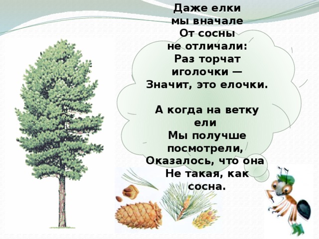 Даже елки мы вначале  От сосны не отличали:  Раз торчат иголочки —  Значит, это елочки.  А когда на ветку ели  Мы получше посмотрели,  Оказалось, что она  Не такая, как сосна.