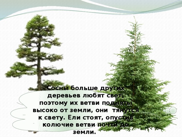 Сосны больше других деревьев любят свет, поэтому их ветви подняты высоко от земли, они тянутся к свету. Ели стоят, опустив колючие ветви почти до земли.