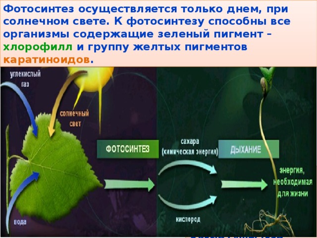 Вещества которые являются продуктами фотосинтеза