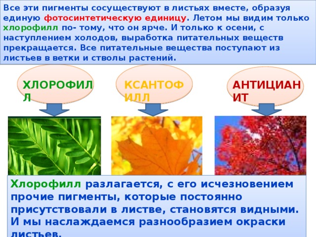 Все эти пигменты сосуществуют в листьях вместе, образуя единую фотосинтетическую единицу . Летом мы видим только хлорофилл по- тому, что он ярче. И только к осени, с наступлением холодов, выработка питательных веществ прекращается. Все питательные вещества поступают из листьев в ветки и стволы растений. ХЛОРОФИЛЛ КСАНТОФИЛЛ АНТИЦИАНИТ Хлорофилл разлагается, с его исчезновением прочие пигменты, которые постоянно присутствовали в листве, становятся видными. И мы наслаждаемся разнообразием окраски листьев.