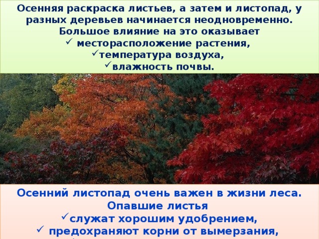 Осенняя раскраска листьев, а затем и листопад, у разных деревьев начинается неодновременно. Большое влияние на это оказывает С появлением осенней раскраски листьев наступает ЛИСТОПАД . К осени у основания каждого листочка образуется слой легко разъединяющихся клеток. Порыв ветра срывает листья. На побеге остается шрамик указывающий на местоположение листа.  месторасположение растения, температура воздуха, влажность почвы. Осенний листопад очень важен в жизни леса. Опавшие листья