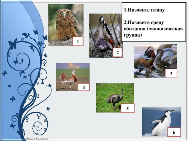 Тест класс птицы вариант 1. Экологические группы птиц. Многообразие птиц. Экологические группы птиц.. Экологические птицы по месту обитания. Разнообразие мест обитания птиц.