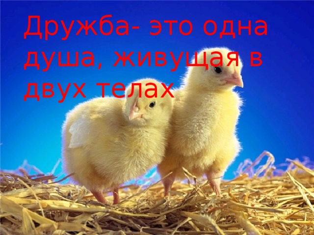 Дружба- это одна душа, живущая в двух телах