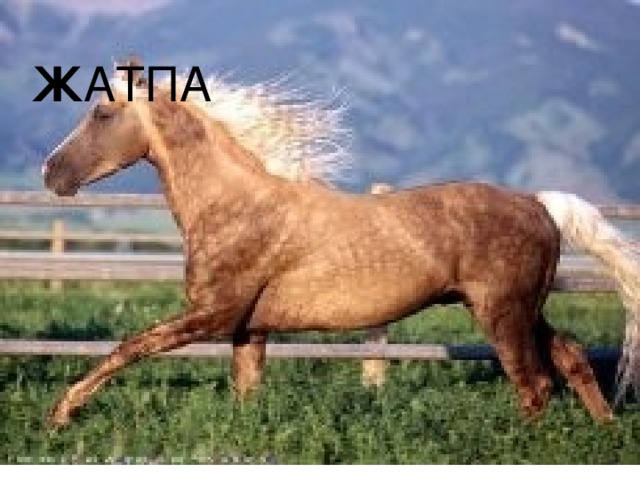 Ж АТПА