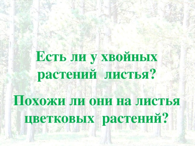 Есть ли у хвойных растений листья? Похожи ли они на листья цветковых растений?